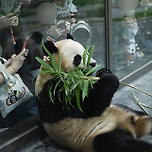 후이바오🐼 등짝 팬미팅🩷 이미지