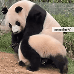 아기에게 구르는 법 알려주는 아이바오 이미지