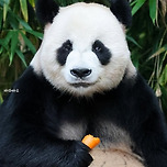 표정부자 원조🐼 러바오💙 이미지