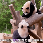 크게 될 아기💜 근성의 루이바오🐼 이미지