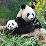 보고싶었던 막내딸을 만나 너무 좋은 아이바오🐼❤ 이미지