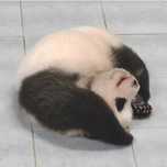 세계최초 뒷구르기 판다 이미지