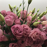 리시안셔스(Lisianthus) 이미지