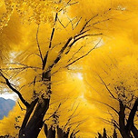 Autumn leaves 이미지