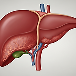 간암 1기~4기 생존율과 간암 말기 증상 이미지