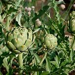 소화 잘 안되고 지방간, 간수치 높을 때 아티초크 추출물! 이미지