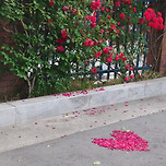 2024년 5월 25일 덕현아파트의 장미 이미지