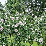 2025년 7월 15일 망우역사문화공원의 무궁화 이미지