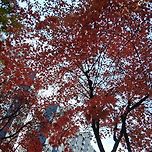 2025년 11월 23일 덕현아파트의 단풍과 은행/깻잎김치 이미지