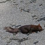 2025년 7월 20일 망우역사문화공원의 청설모 이미지