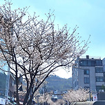 2025년 4월 8일 서애로의 벚꽃 이미지