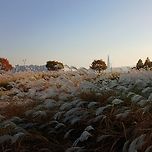 2025년 11월 3일 구리한강시민공원/2025년 11월 4일 덕현아파트의 은행 이미지