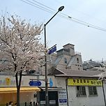 2026년 4월 3일 서애로의 벚꽃 이미지