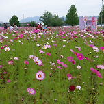 2024년 10월 13일 구리 코스모스축제 이미지