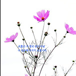 2024년 9월 18일 스마트폰 배경화면 - 코스모스 이미지