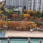 2025년 11월 8일 구리시의 단풍과 은행 이미지