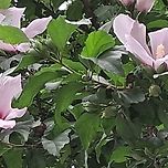 2025년 7월 6일 하나아파트앞의 무궁화/아이스커피/크림빵/돌돌이소시지 이미지