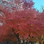 2025년 11월 29일 덕현아파트의 단풍 이미지