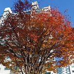 2024년 11월 2일 덕현아파트의 단풍과 은행 이미지