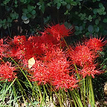 2024년 9월 29일 덕현아파트의 석산/fc서울 팬카페/노브랜드버거 메가박스상암점/서울월드컵경기장 이미지