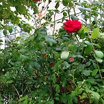 2025년 5월 17일 덕현아파트의 장미/망우카페/돗꽈비 구리점/구리전통시장 이미지