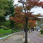 2024년 10월 19일 장자대로/광개토축제 이미지