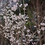2026년 3월 31일 장자대로의 벚꽃과 화훼 이미지