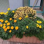 2025년 10월 25일 덕현아파트의 화단과 화훼/이문안축제/아트홀갤러리카페/장자못축제 이미지