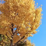 2025년 11월 12일 구리 금성사의 은행 이미지