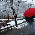 2024년 11월 27일 장자대로의 눈/카페 마루빈 이미지