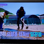 2025년 6월 11일 김천 가례마을에 간 일꾼의 탄생 이미지