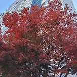 2025년 11월 15일 덕현아파트의 단풍 이미지