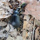 2025년 5월 16일 아차산의 딱정벌레 이미지