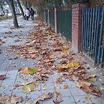 2025년 11월 9일 장자대로와 덕현아파트의 낙엽과 은행 이미지