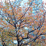 2024년 10월 28일 덕현아파트의 단풍/풍년가식당의 소머리국밥 이미지