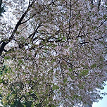 2025년 4월 16일 교문아파트의 화단과 화훼/우리집 사과꽃 이미지