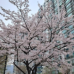 2024년 4월 6일 덕현아파트와 장자대로의 화단/카페 마루빈/장자호수길/장자호수공원 이미지