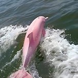 미국에서 난리난 돌고래.jpg 이미지