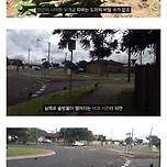 가끔 사람을 죽인다는 호주 소나무 이미지