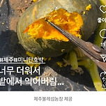날이 너무 더워서 찐 단호박이 열려버린 제주도 이미지
