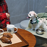 스타벅스, 국내 첫 &#39;반려동물 동반 취식&#39; 매장 열었다 이미지