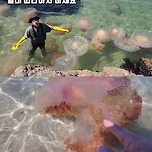 난리 났다는 동해안 이미지