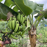 서울에 바나나 열렸대 이미지