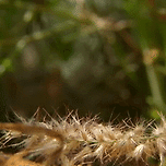 코끼리와 친척이라 이름에 코끼리가 붙었지만 사이즈가 너무 다른 동물 이미지