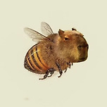 카bee바라야 이미지