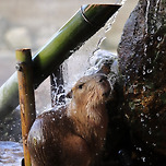 수련바라 이미지