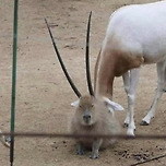 카뿔바라 이미지