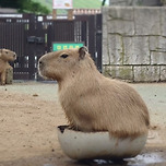 반의반신욕 바라 이미지