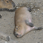 다음 중 더 ㅈ된 바라사원은? 이미지