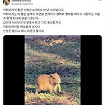 카피바라 평균 수명이 8-10년이래 이미지